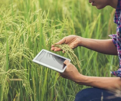 blog Integrasi Digital di Lahan Sawah