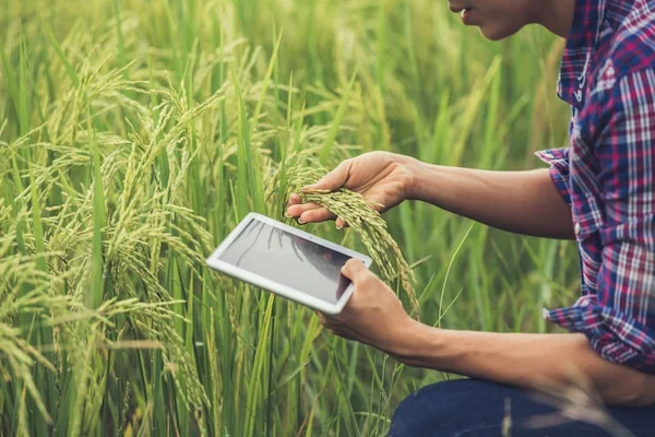 blog Integrasi Digital di Lahan Sawah