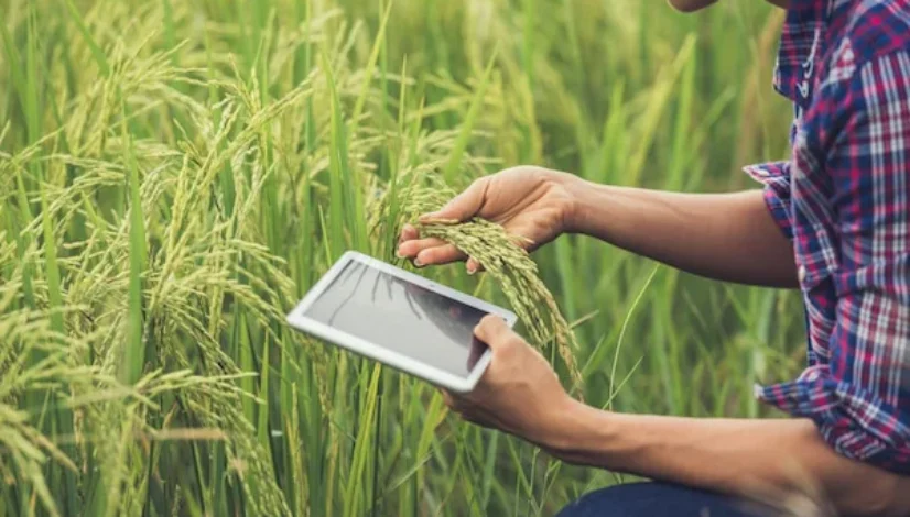 blog Integrasi Digital di Lahan Sawah